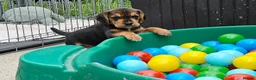 Bocker dogs for sale: Beautiful Bocker Pups - Ready 14.09.26 in Thirsk - Advert 1