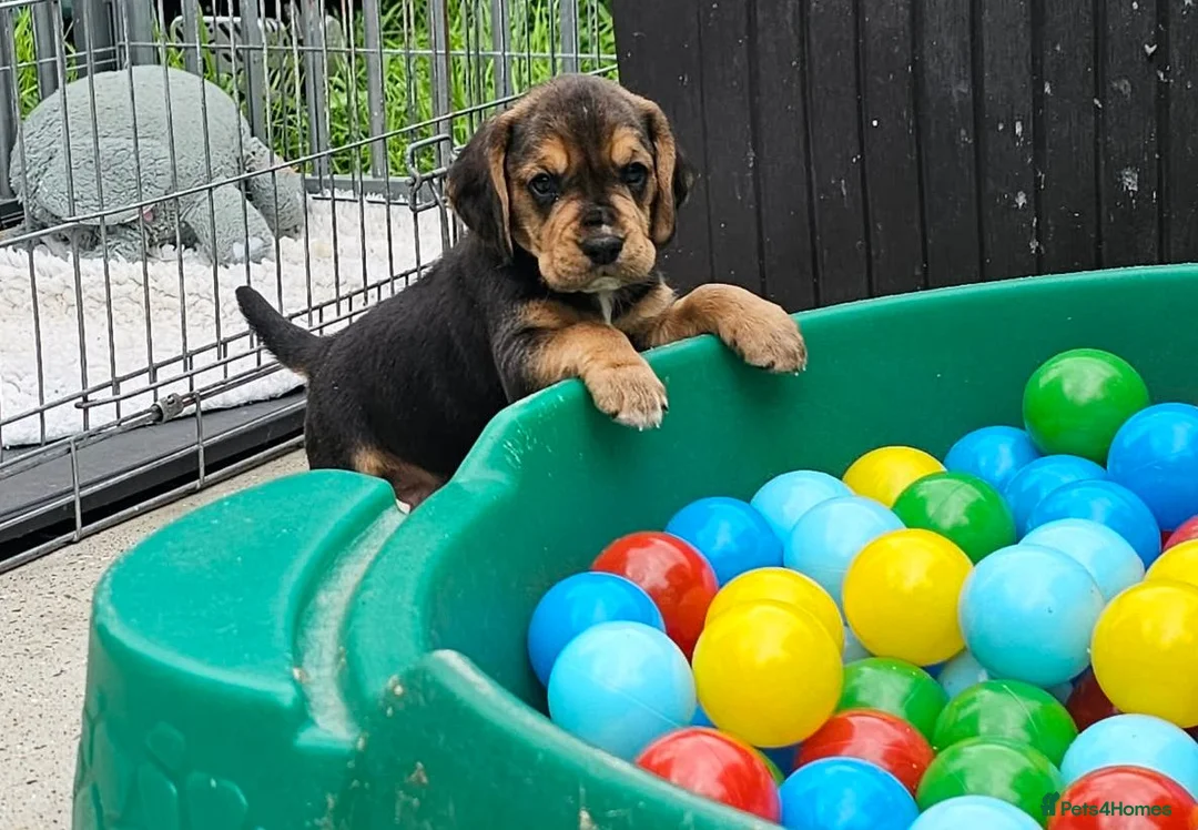 Bocker dogs for sale: Beautiful Bocker Pups - Ready 14.09.26 in Thirsk - Advert 1