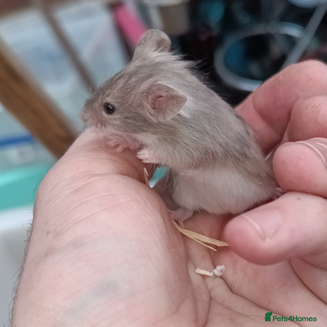 Mouse rodents for sale: Calm and friendly mice available  - Advert 5