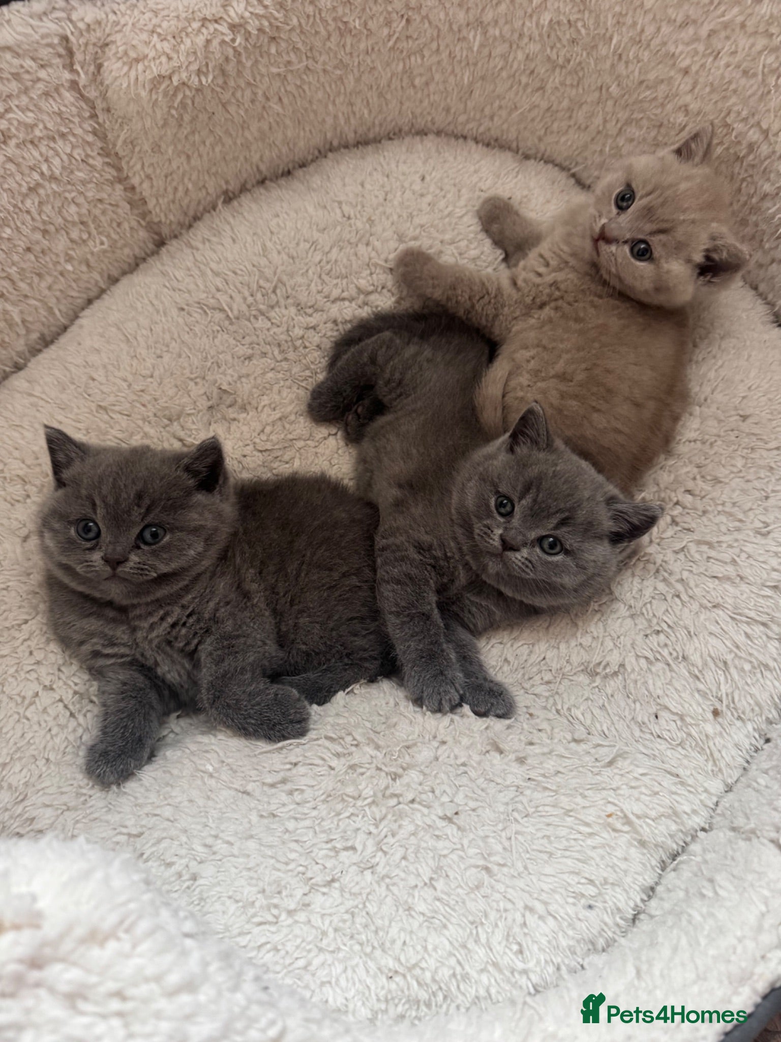 British Shorthair cats British Shorthair kittens GCCF 2 boys 1 girl - Advert 2