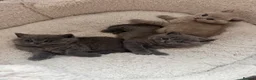 British Shorthair cats for sale: Blue British Shorthair kittens GCCF 2 boys 1 girl - Advert 8