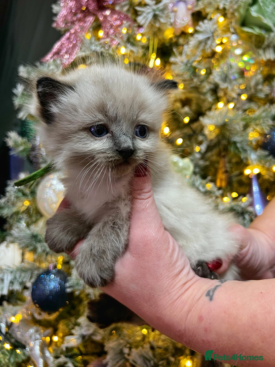 Ragdoll cats for sale: Ragdoll kittens blue point and seal point  - Advert 10