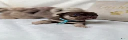 Pug dogs for sale: 3rd generation pugs health tested parents  - Advert 7