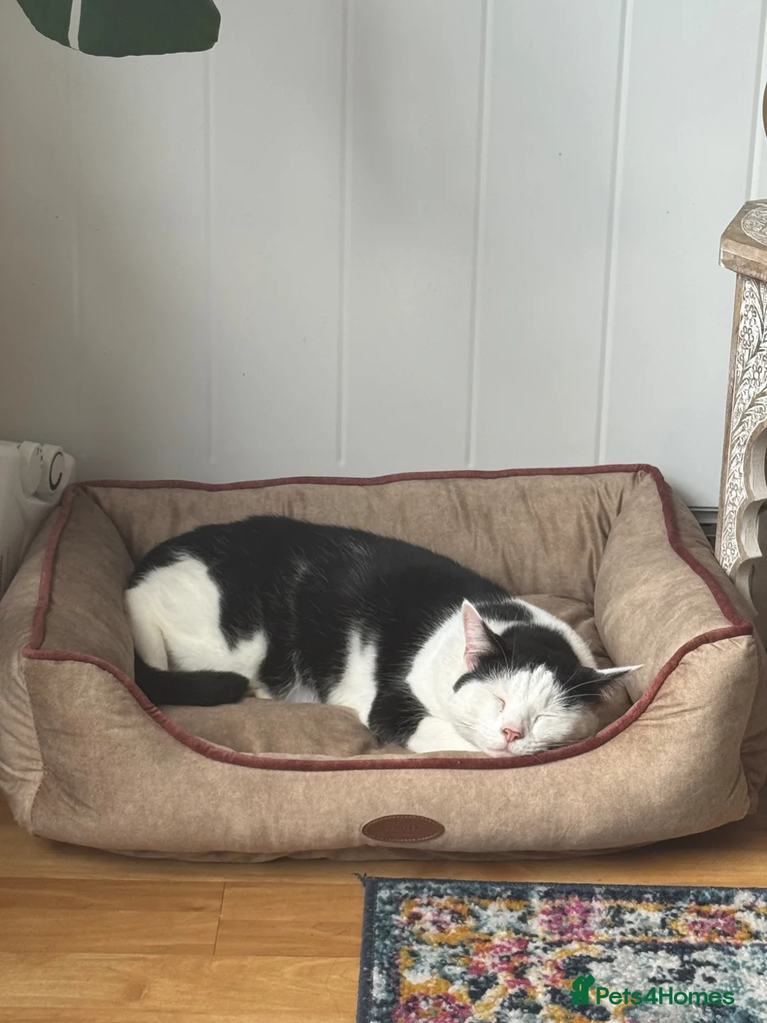 Mixed Breed cats for sale: Cat for re home  - Advert 1