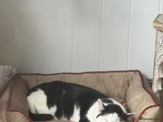 Mixed Breed cats Cat for re home - Advert 4