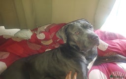 Mixed Breed dogs for sale: 5 cane corso mix puppies - Image 20
