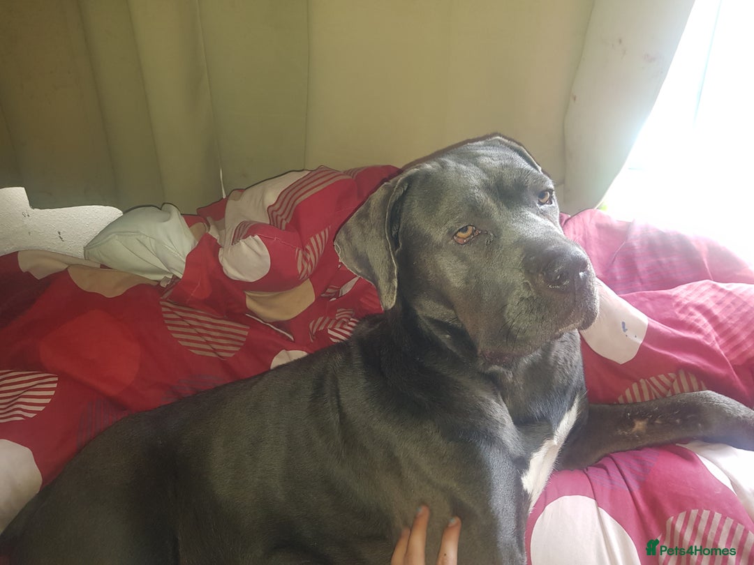 Mixed Breed dogs for sale: 5 cane corso mix puppies - Image 20