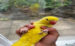 Budgerigars birds for sale: Handreared Tame Yellow Ringneck  - Image 4
