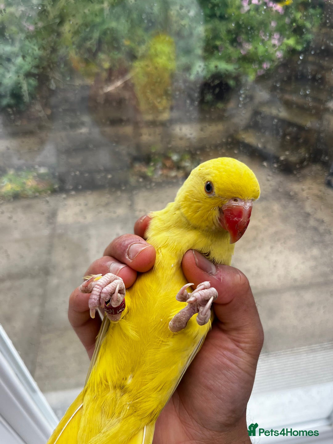 Budgerigars birds for sale: Handreared Tame Yellow Ringneck  - Image 4