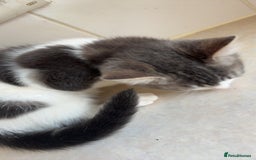 Mixed Breed cats for sale: 2 female kittens - Image 2
