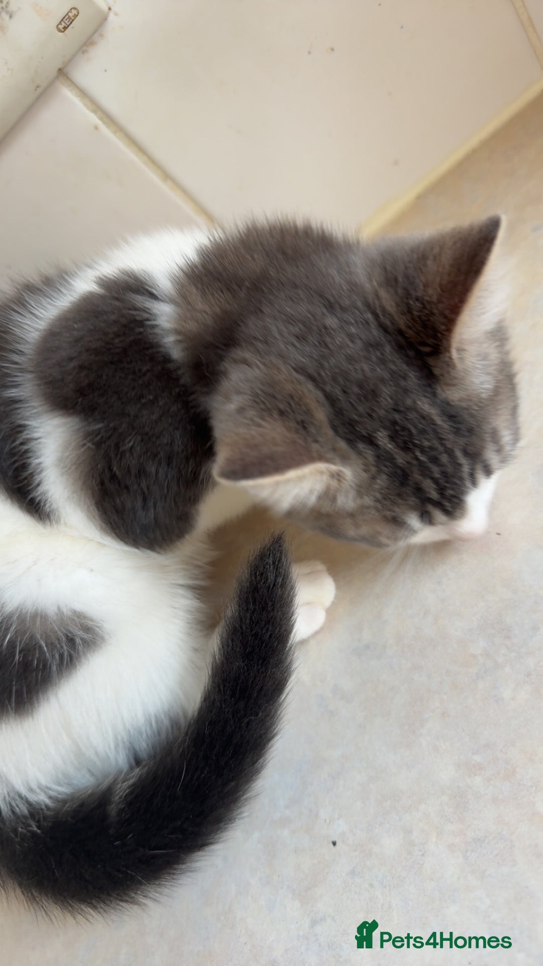 Mixed Breed cats for sale: 2 female kittens - Image 2