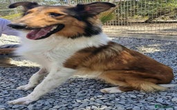 Rough Collie dogs for adoption: Brin is looking for a loving home - Advert 5