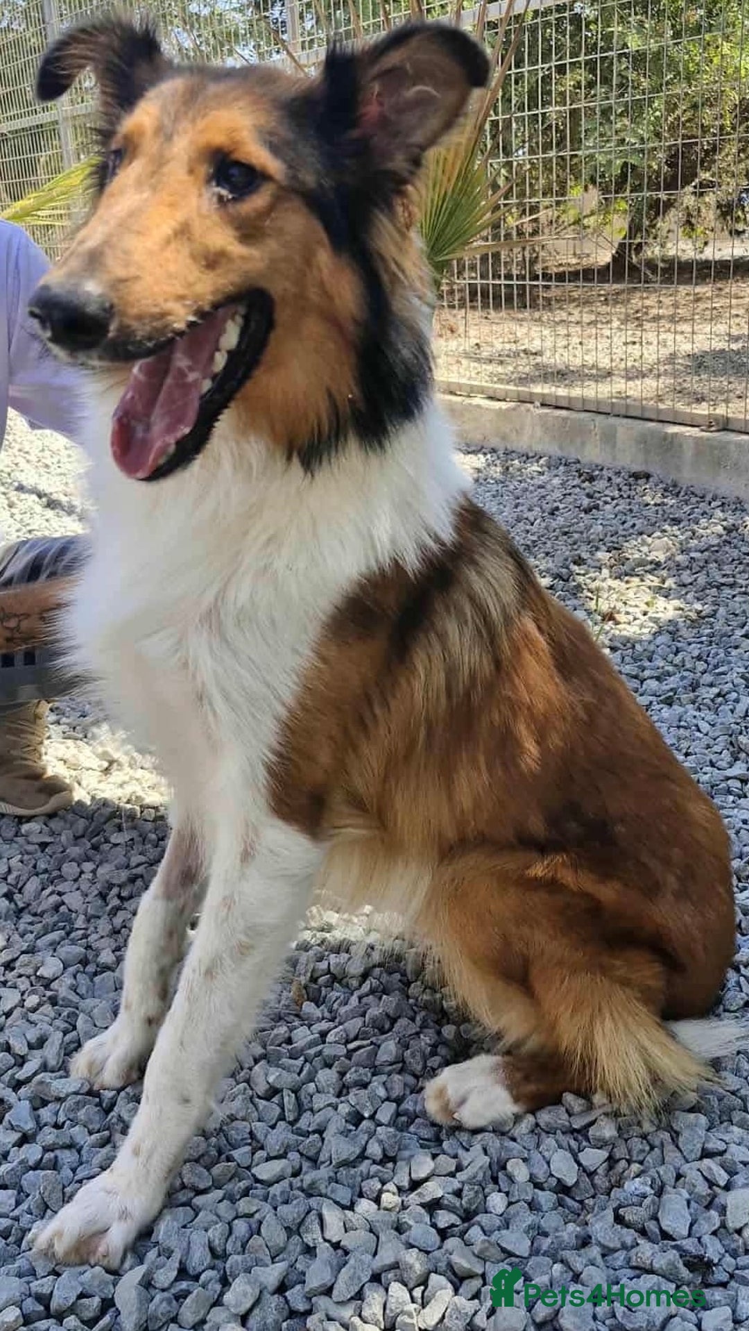 Rough Collie dogs for adoption: Brin is looking for a loving home - Advert 5