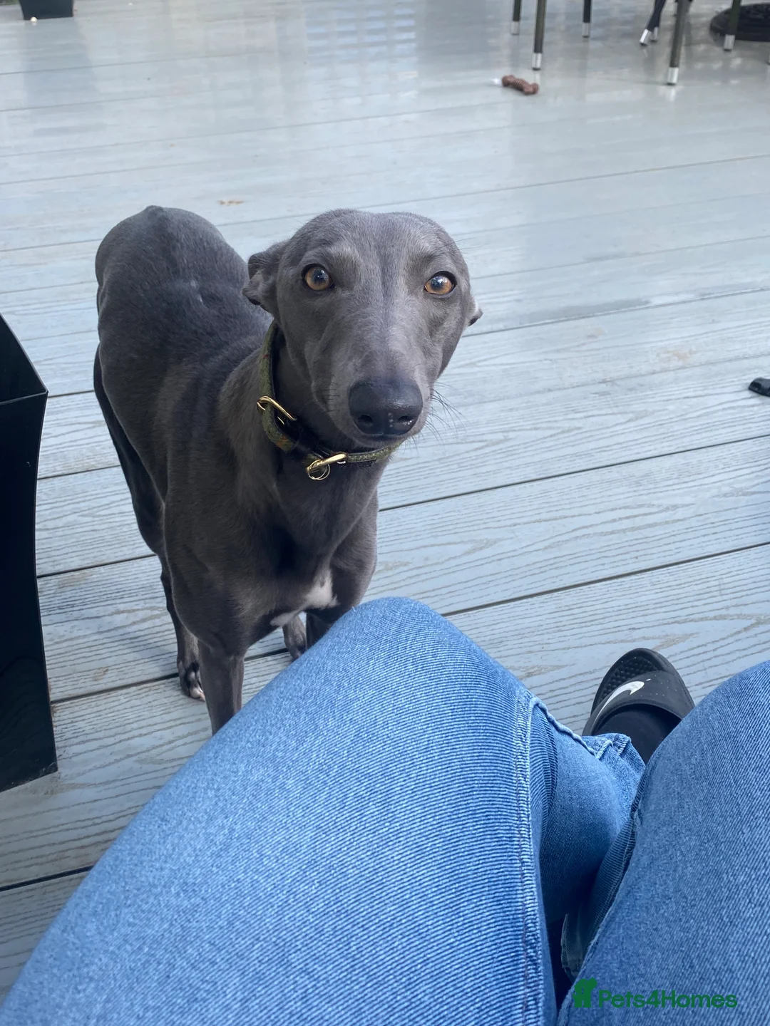 Whippet dogs for stud: KC Registered Blue Whippet Proven Stud Dog in Barnsley - Advert 10