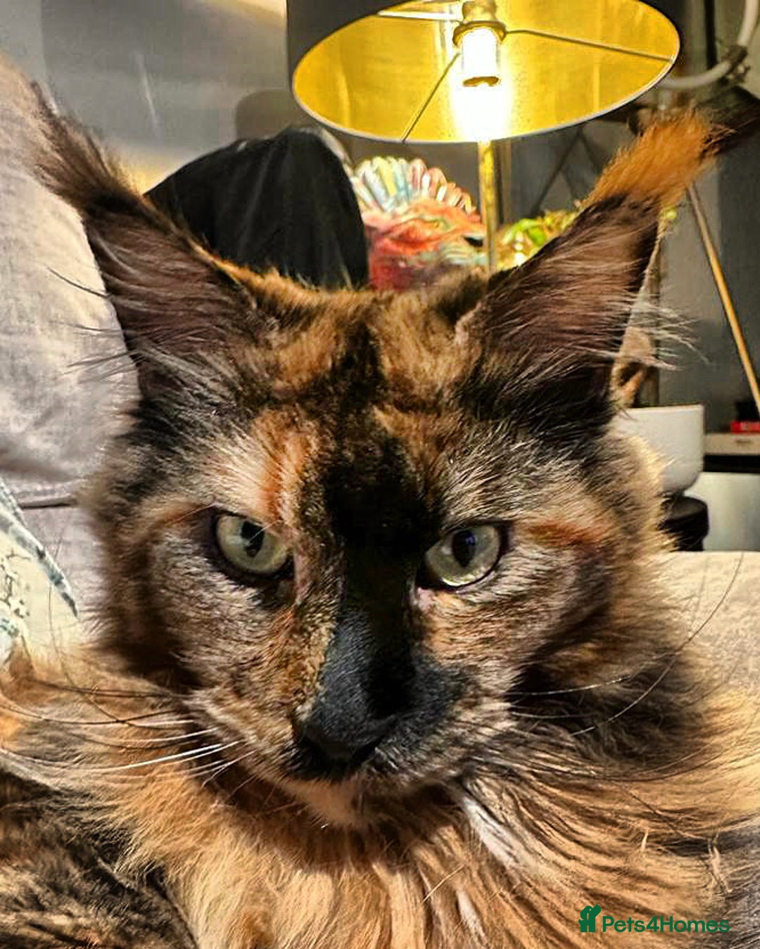 Maine Coon cats for sale: A Loving Maine Coon Girl Seeking Her Forever Home - Image 6