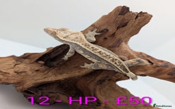 Gecko reptiles for sale: Adult Crested Geckos - Image 12