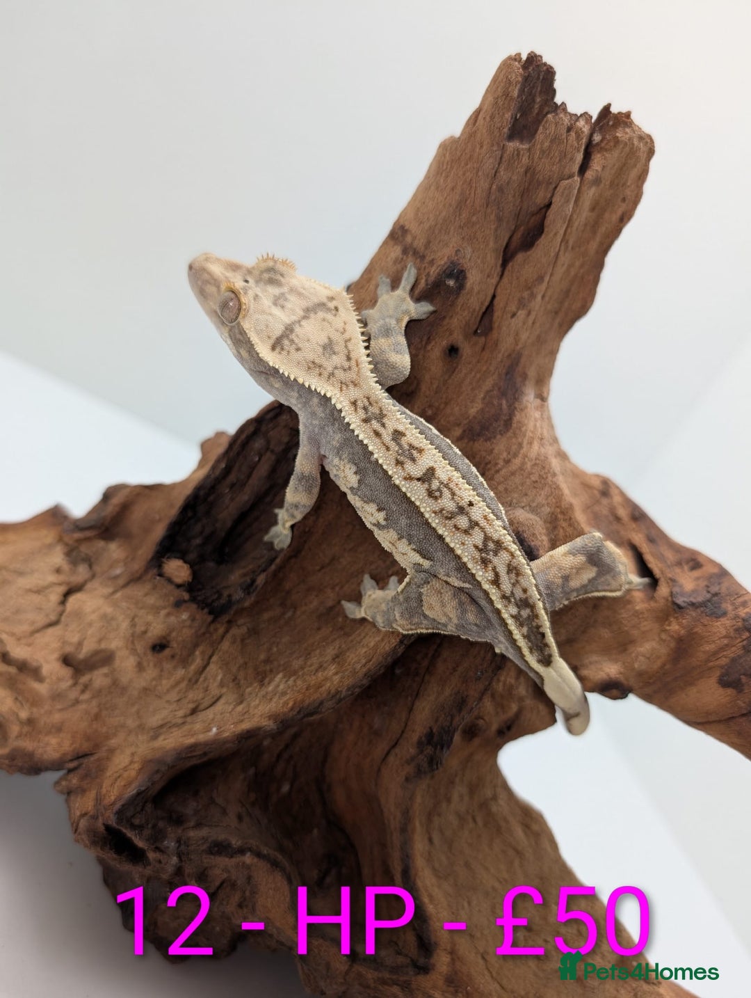 Gecko reptiles for sale: Adult Crested Geckos - Image 12