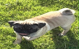 Pug dogs for sale: 2 beautiful female Pug puppies - Image 7