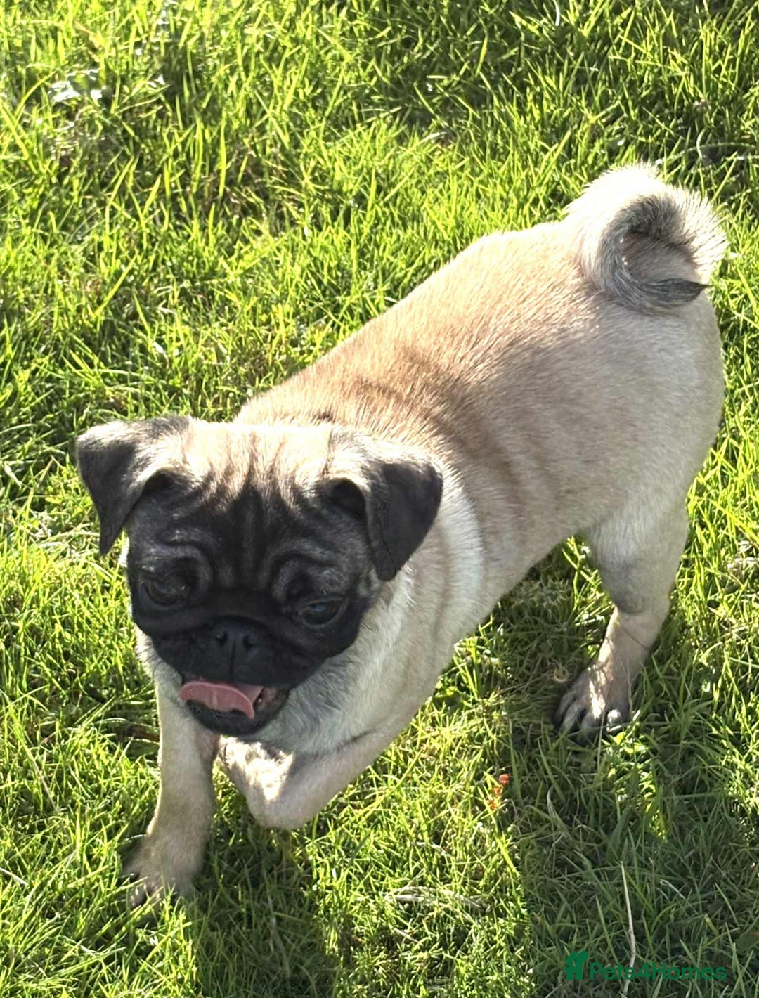 Pug dogs for sale: 2 beautiful female Pug puppies - Image 7