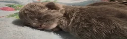Mixed Breed cats for sale: Loving kittens looking for forever homes - Advert 13