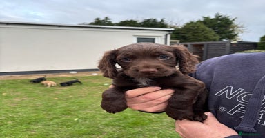 Cocker Spaniel dogs - Advert 13