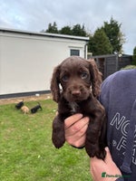 Cocker Spaniel dogs - Advert 13