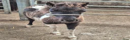 Shetland pony horses for sale: Miniature Shetlands looking for new homes - Advert 7