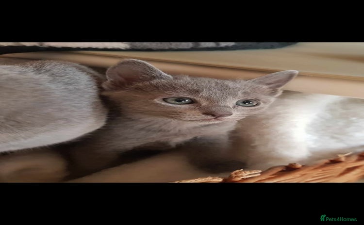 Russian Blue cats - Advert 1
