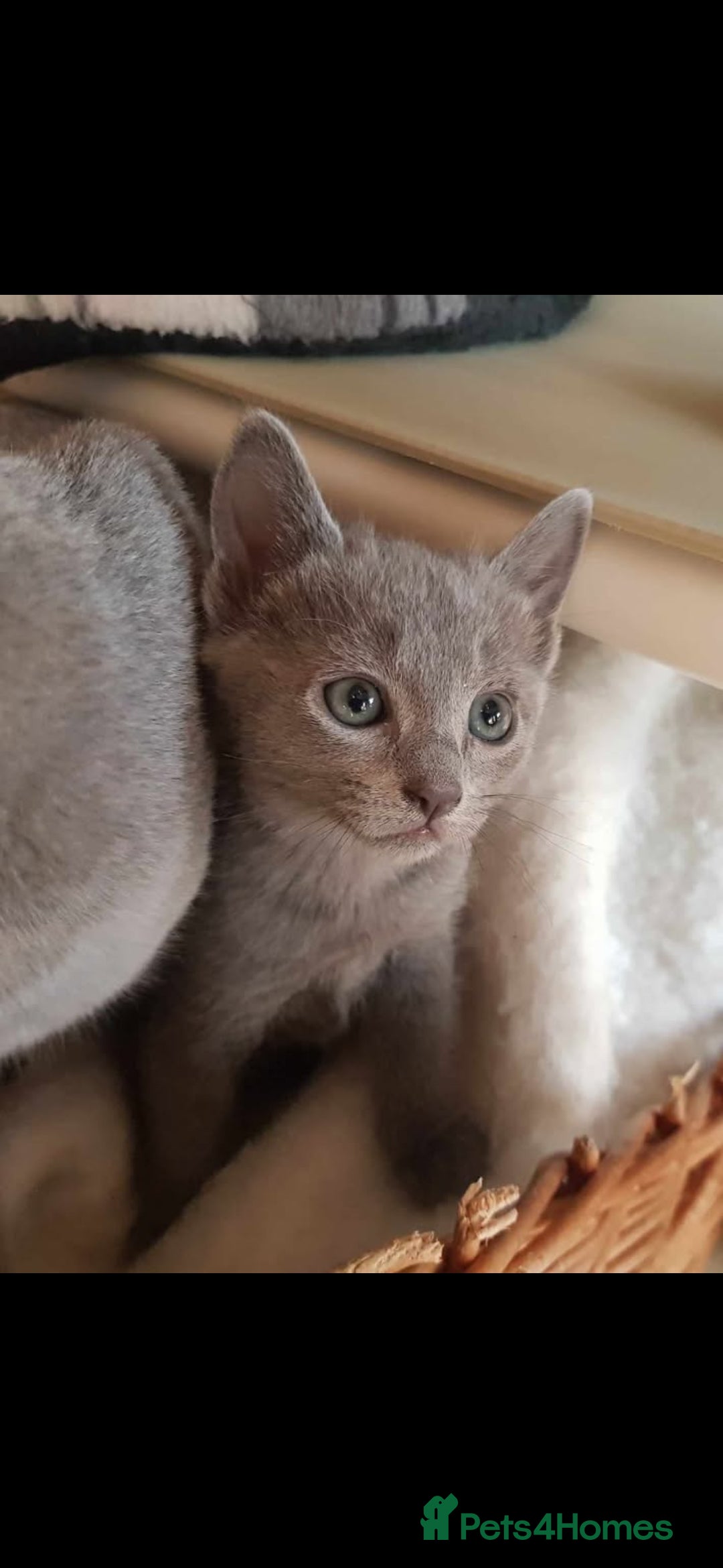 Russian Blue cats for sale: GCCF registered Russian blue kittens  - Image 1