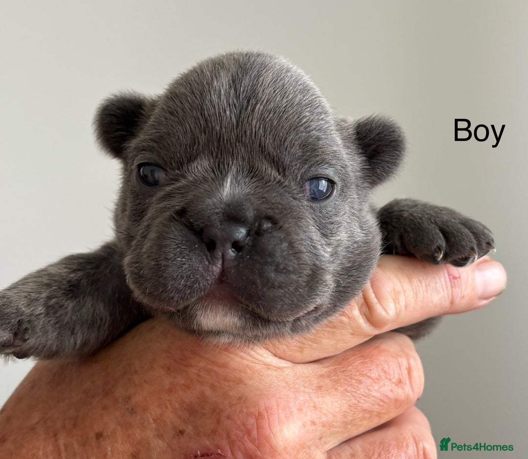 French Bulldog dogs for sale: French Bulldog Puppies - Image 5