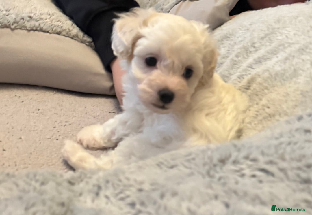 Maltipoo dogs for sale: Tiny Parti Maltipoo Puppies - Image 7