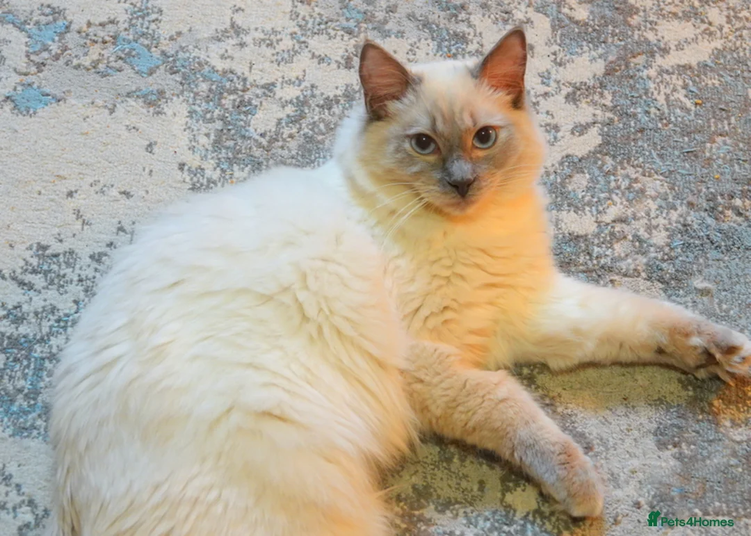 Ragdoll cats for sale: Genuine GCCF Reg Ragdoll Kitten - Advert 2