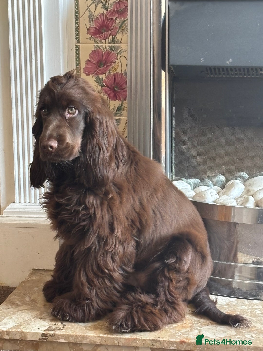 Chocolate Show cocker female for sale in Wisbech Pets4Homes