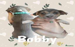 Jack Russell dogs for sale: miniature Jack Russell Puppies - Image 3