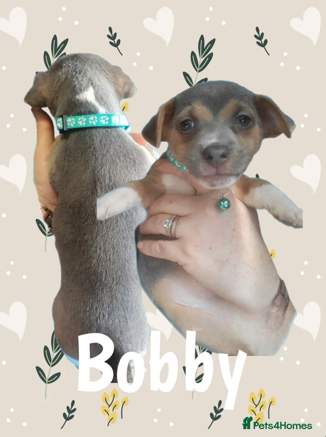 Jack Russell dogs for sale: miniature Jack Russell Puppies - Image 3