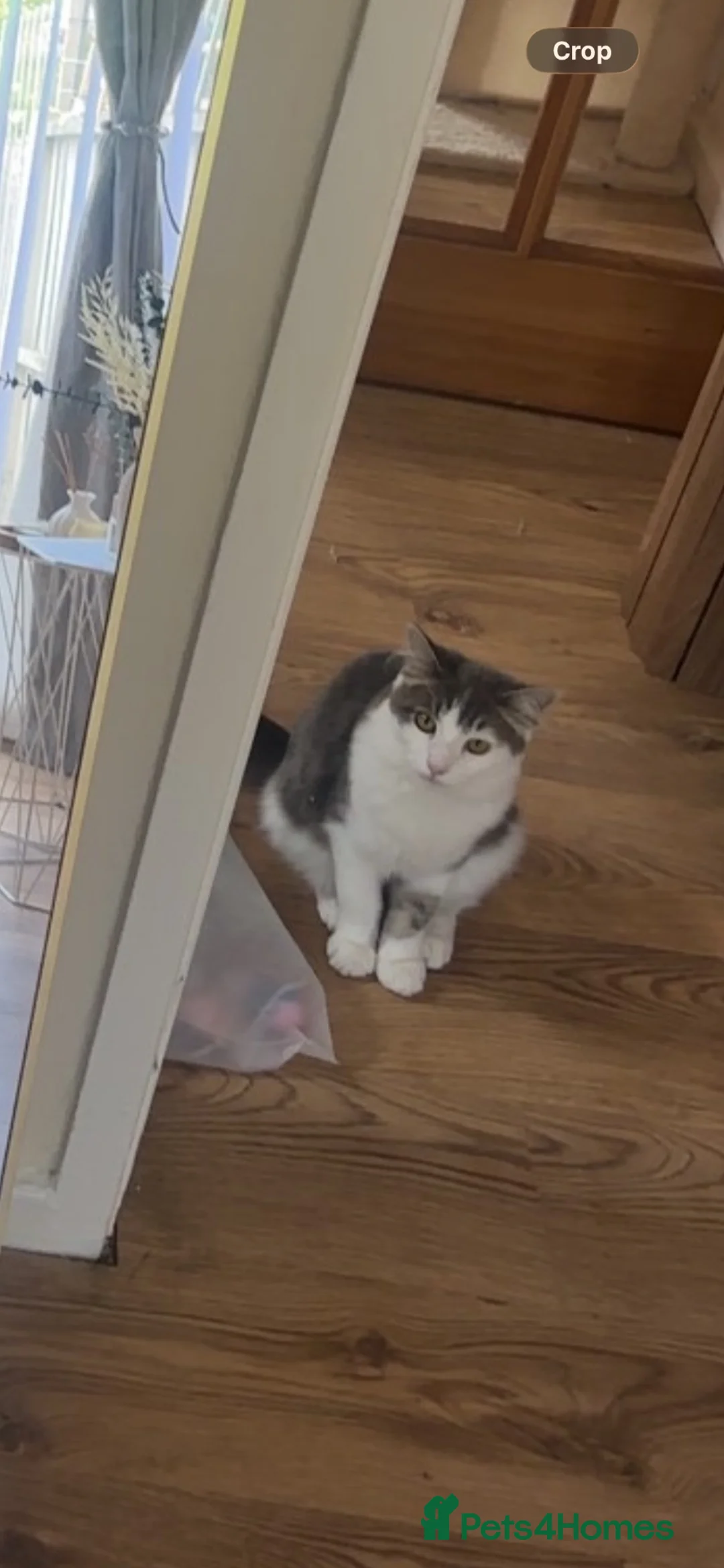 Mixed Breed cats for sale: Brucey - Advert 2