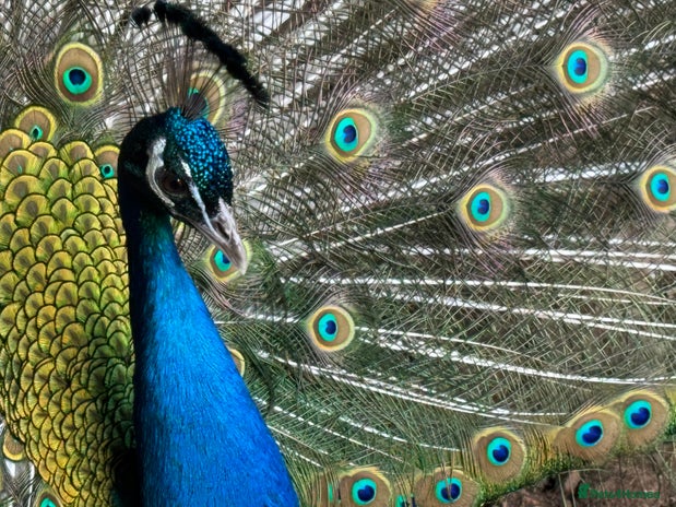 Peafowl poultry - Advert 13