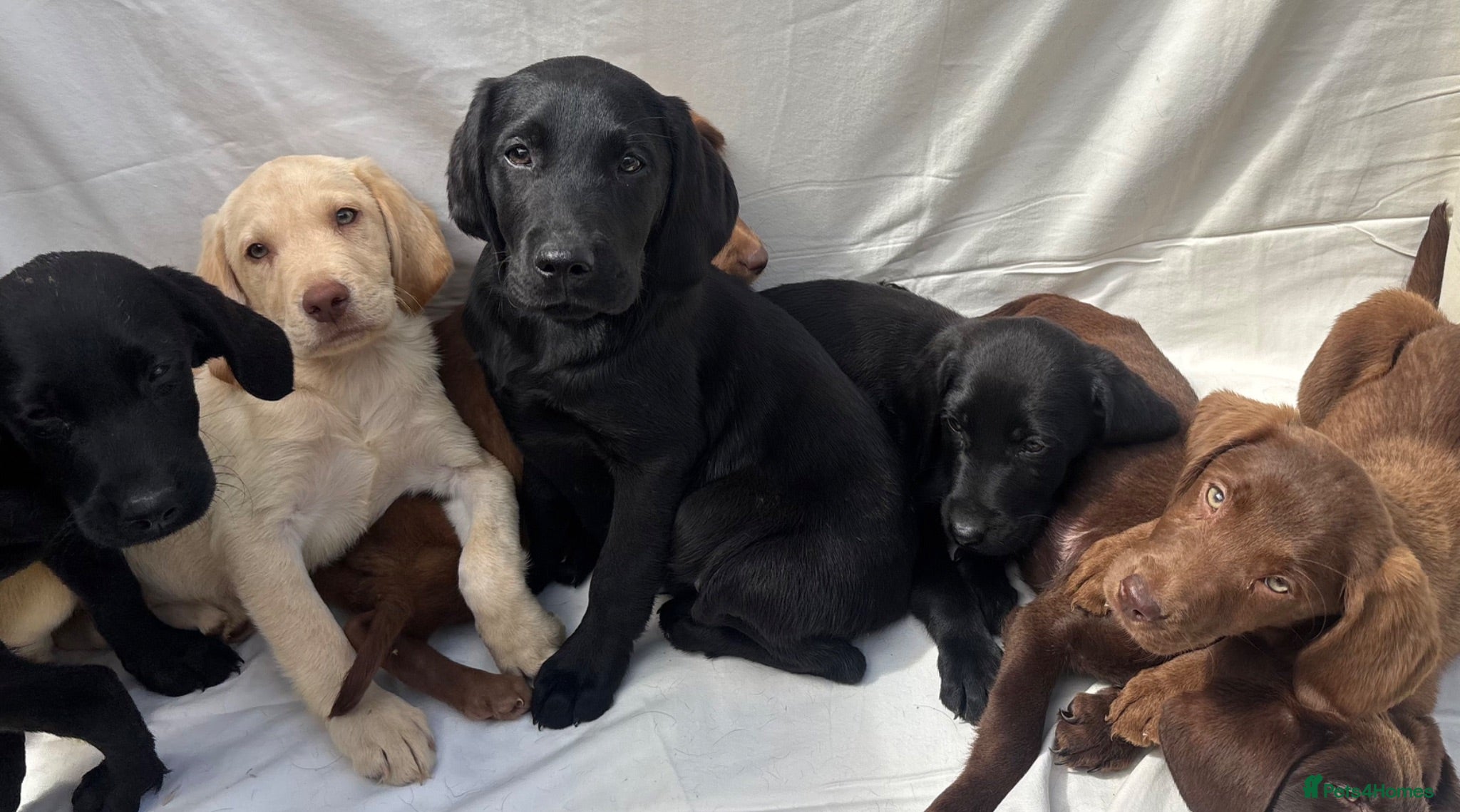 Labrador Retriever dogs Gorgeous Labrador puppies  - Advert 1
