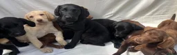Labrador Retriever dogs for sale: Gorgeous Labrador puppies  - Advert 1