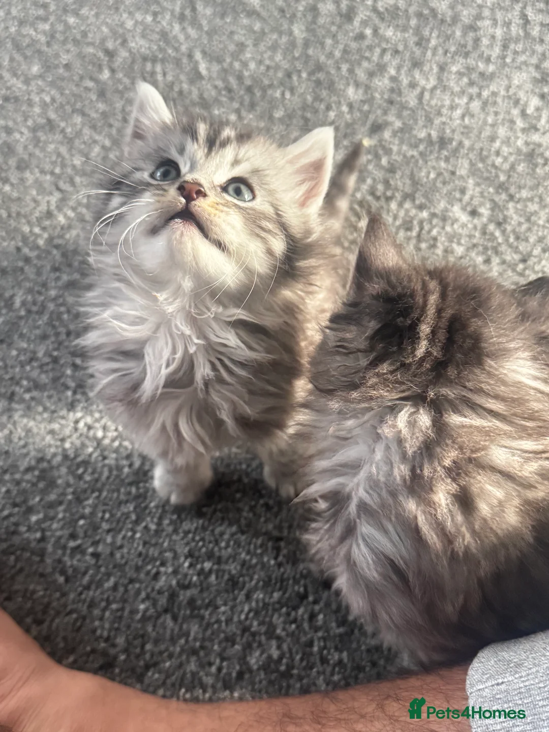 British Longhair cats for sale: Kittens - Advert 9