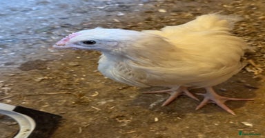 Chickens poultry - Advert 2