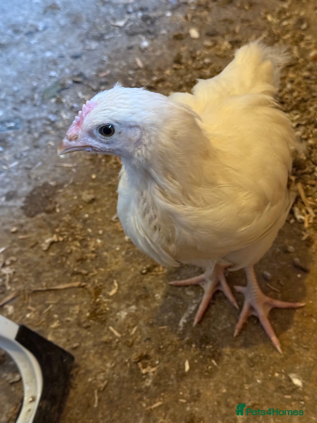 Chickens poultry for sale: 6 week old chickens various colours - Image 2