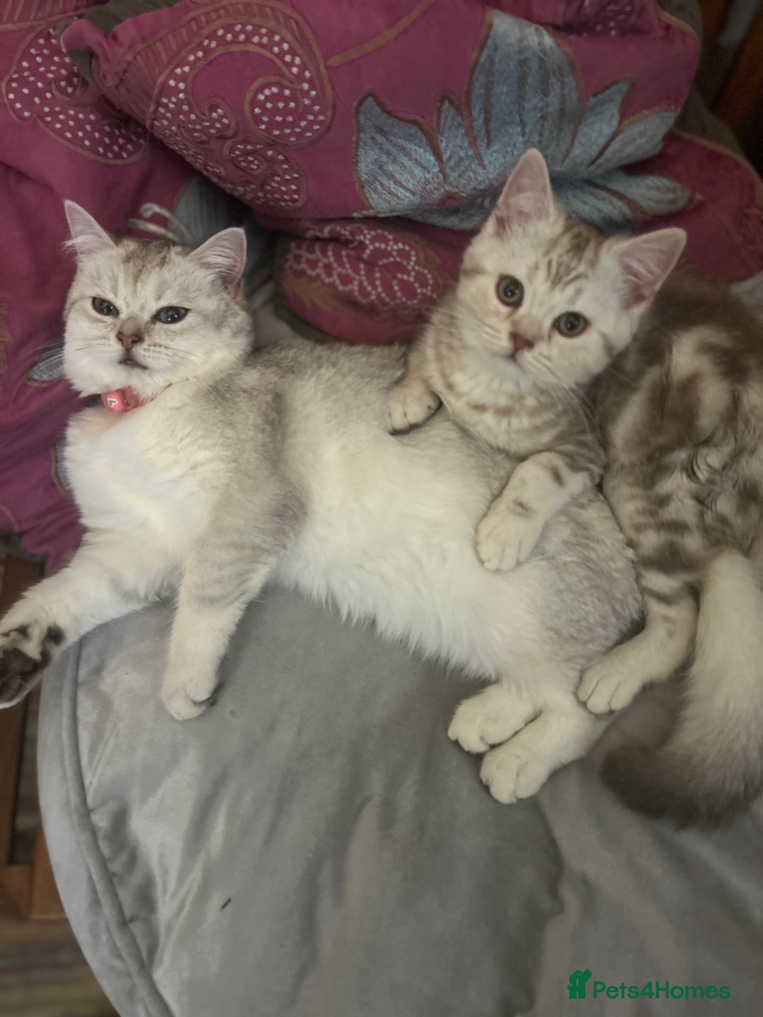 Scottish Fold cats for sale: Beautiful Scottish fold baby’s  in Reading - Image 22
