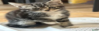 Domestic Shorthair 5