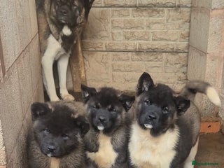 Akita dogs KC REGISTERED BEAR HEAD AMERICAN AKITA FEMALE PUP - Advert 7
