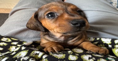 Miniature Dachshund dogs - Advert 10
