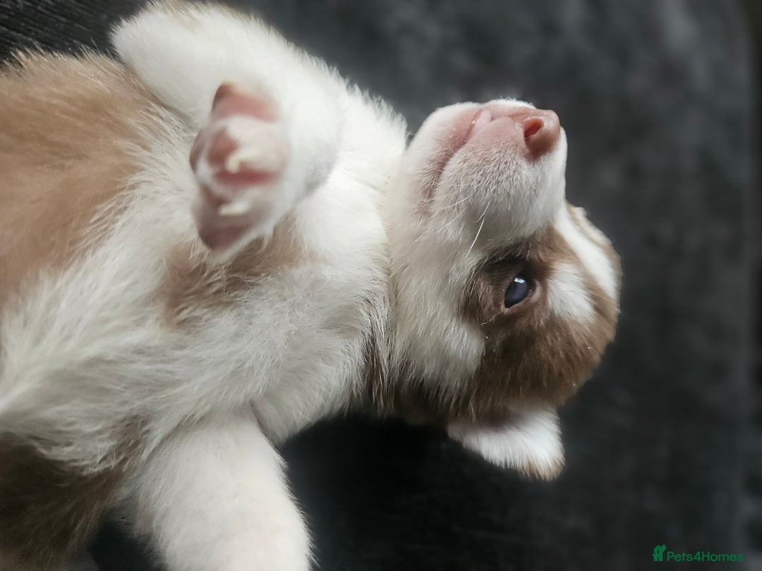 Siberian Husky dogs for sale: Gorgeous Litter of Husky Puppies - Image 31