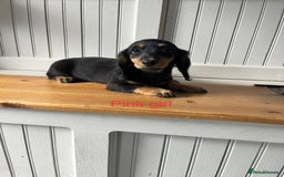 Dachshund dogs for sale: OUTSTANDING STANDARD LONGHAIR DACHSHUNDS - Image 6