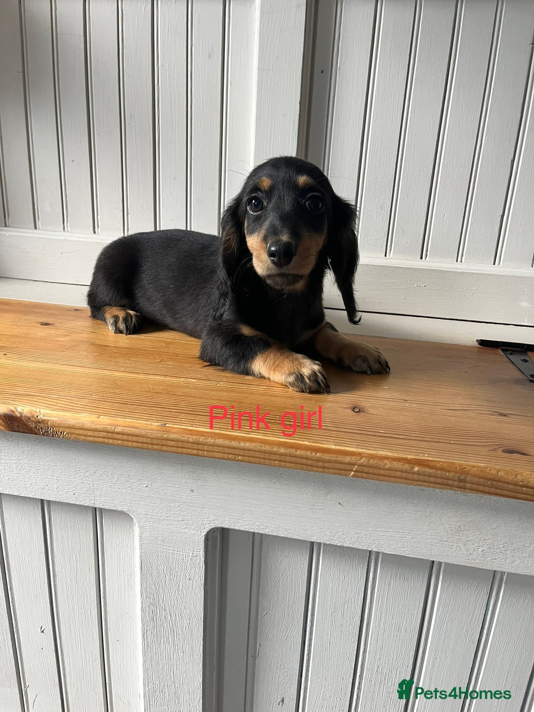 Dachshund dogs for sale: OUTSTANDING STANDARD LONGHAIR DACHSHUNDS - Image 6