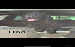 Cocker Spaniel dogs for sale: Cocker Spaniels For Sale - Image 14